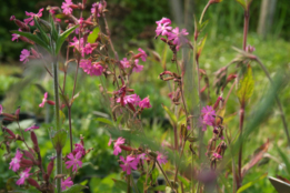 Silene dioicaDagkoekoeksbloem bestellen